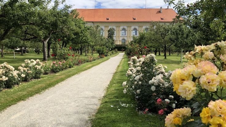 Hofgarten im Sommer, Rosen säumen den gekiesten Weg, am Ende des Mittelgangs ist Schloss Dachau zu sehen