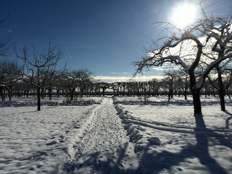 Der Hofgarten am Schloss Dachau im Winter, es liegt Schnee, die Sonne scheint, Apfelbäume und der Lindenlaubengang bilden einen starken Kontrast zum weißen Schnee